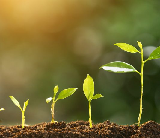 The Discovery of Photosynthesis: How Plants Convert Light into Energy