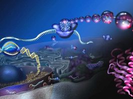 The Discovery of Proteins: The Building Blocks of Life