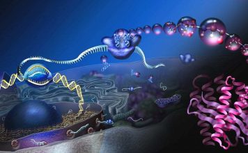 The Discovery of Proteins: The Building Blocks of Life