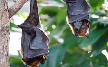 The Incredible Diversity of Animal Echolocation: From Bats to Whales