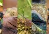 The Surprising Diversity of Animal Vision: From Insects to Mammals