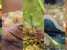 The Surprising Diversity of Animal Vision: From Insects to Mammals