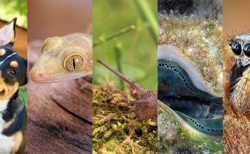 The Surprising Diversity of Animal Vision: From Insects to Mammals