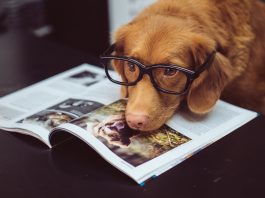 Do dogs have memories