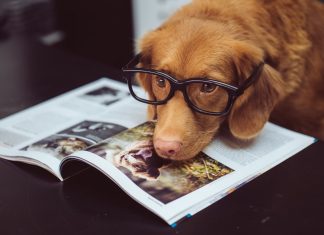 Do dogs have memories