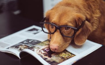 Do dogs have memories