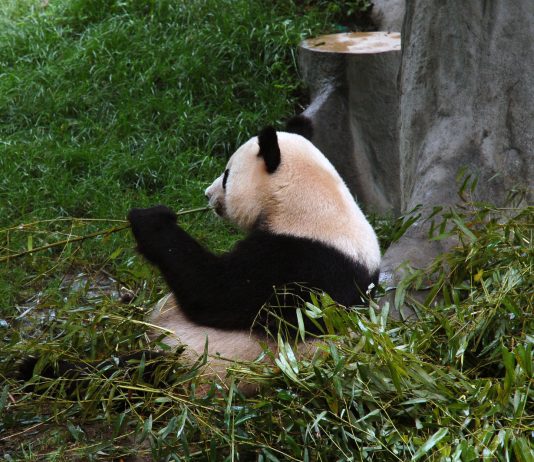 Do pandas eat meat