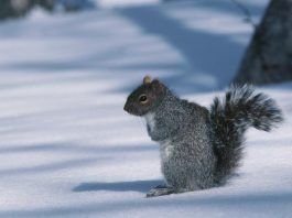 Do squirrels hibernate