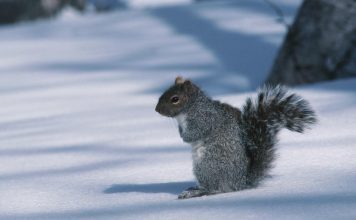 Do squirrels hibernate