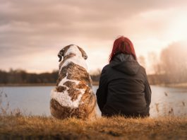 Dog bond with human