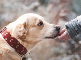 Dog years to human years