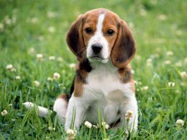 Dogs live longer when they have a family