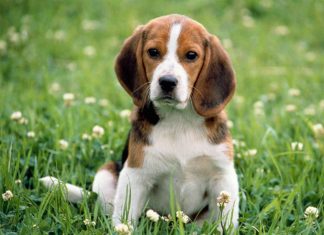 Dogs live longer when they have a family