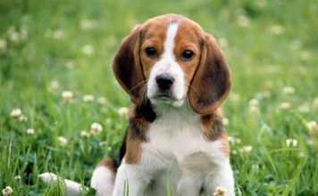 Dogs live longer when they have a family