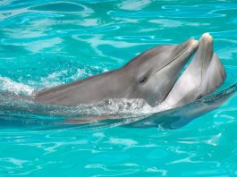 Dolphin sex