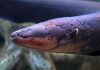 Electric eels hunt packs scientists