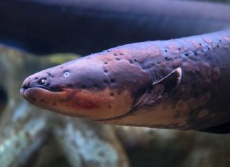 Electric eels hunt packs scientists