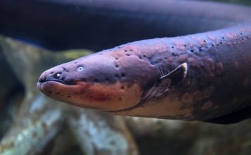 Electric eels hunt packs scientists