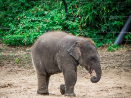 Elephant jumping