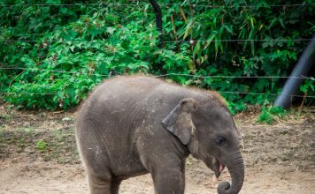 Elephant jumping