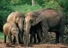 Elephants mourning youtube scientists