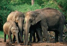 Elephants mourning youtube scientists