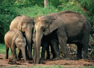 Elephants mourning youtube scientists