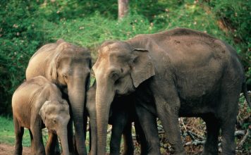 Elephants mourning youtube scientists