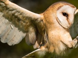 The Evolution of Flight: From Insects to Birds to Planes