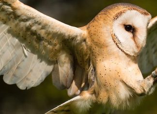 The Evolution of Flight: From Insects to Birds to Planes