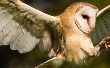 The Evolution of Flight: From Insects to Birds to Planes