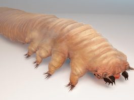 Face mites