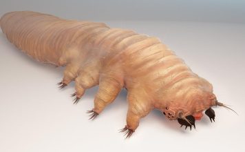Face mites