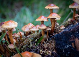 The Fascinating World of Fungi: From Decomposers to Medicinal Agents