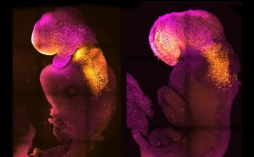 Scientists Create First Synthetic Embryo-Like Structure