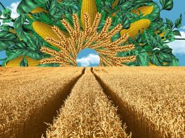 The Future of Agriculture: Innovations in Sustainable Farming