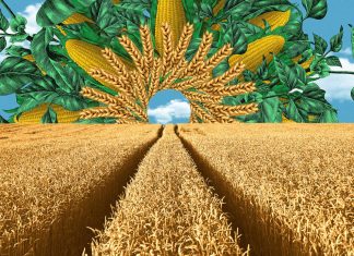 The Future of Agriculture: Innovations in Sustainable Farming