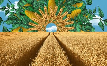 The Future of Agriculture: Innovations in Sustainable Farming