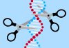 Breakthrough in Gene Editing Technology Could Cure Genetic Diseases
