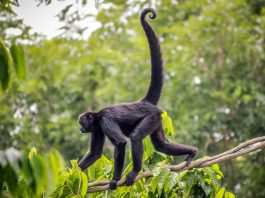 Gene may have erased tails in Madagascar