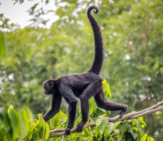 Gene may have erased tails in Madagascar