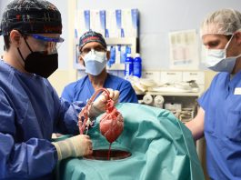 Genetically altered pig heart transplant