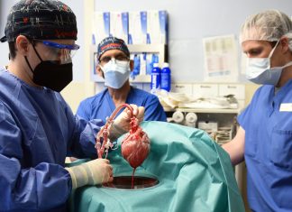 Genetically altered pig heart transplant