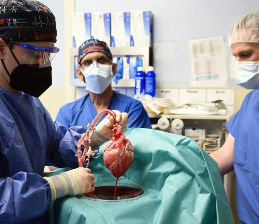 Genetically altered pig heart transplant