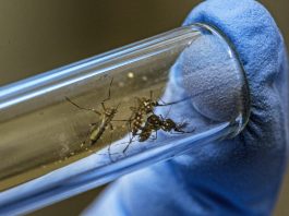 Genetically modified mosquitoes