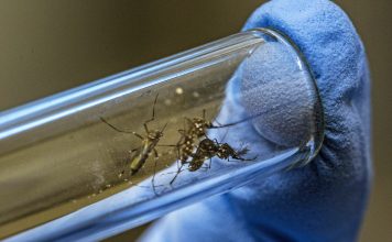 Genetically modified mosquitoes