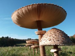 Giant mushroom