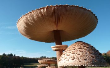 Giant mushroom