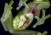 Glass frog
