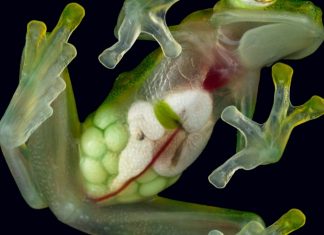 Glass frog